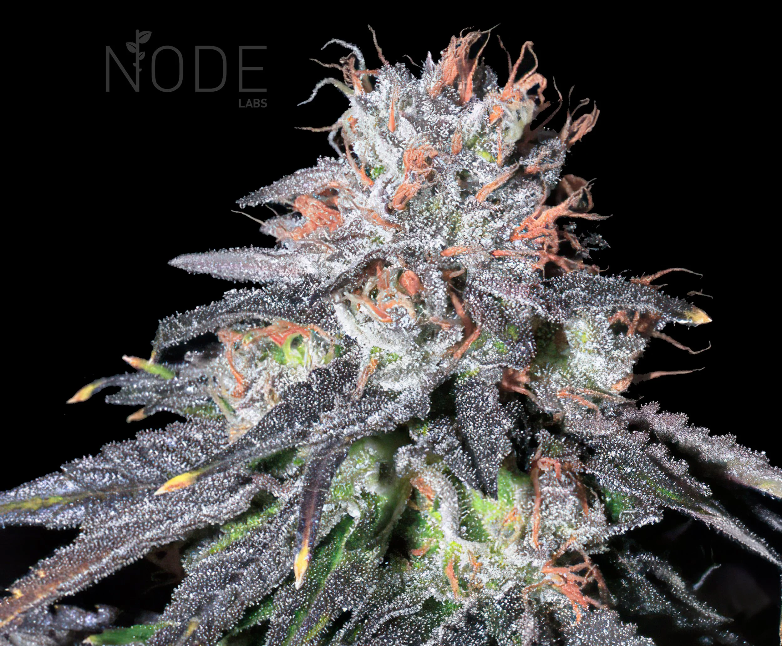 melon✩‧₊˚ Watermelon Zkitllez Feminized Seeds - Kind Seed Co